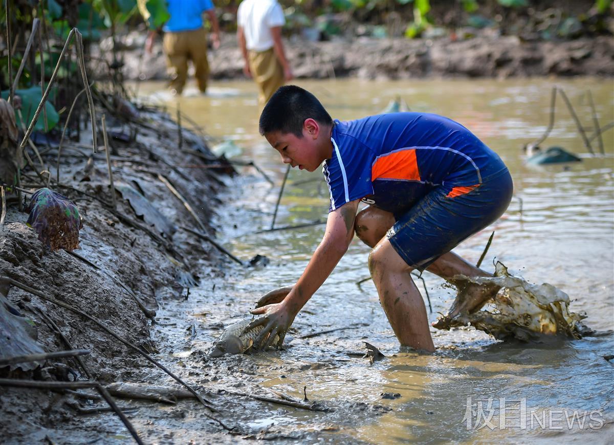 藕塘捉鱼"大战",捉回8斤重的"鱼王"