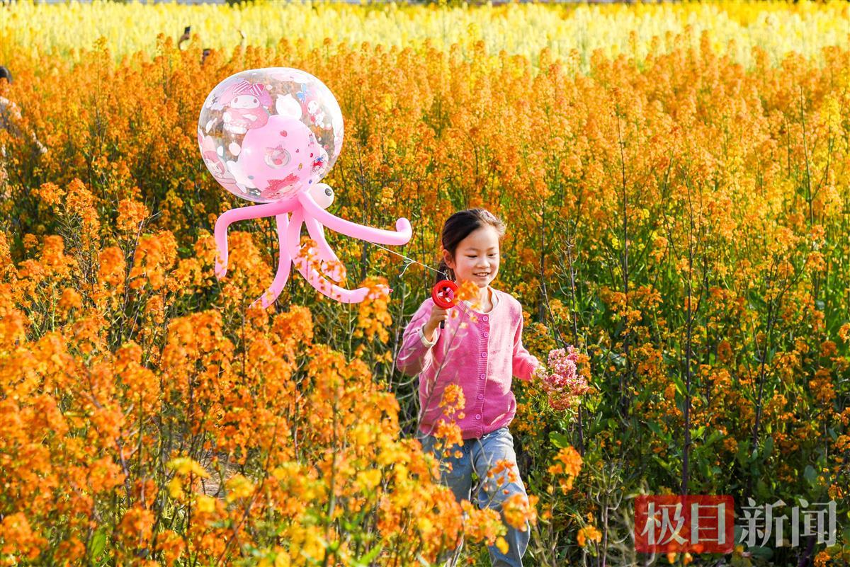 游客在监利市程集镇的七彩油菜花海中游玩。（极目新闻记者 黄志刚 摄） (8).JPG