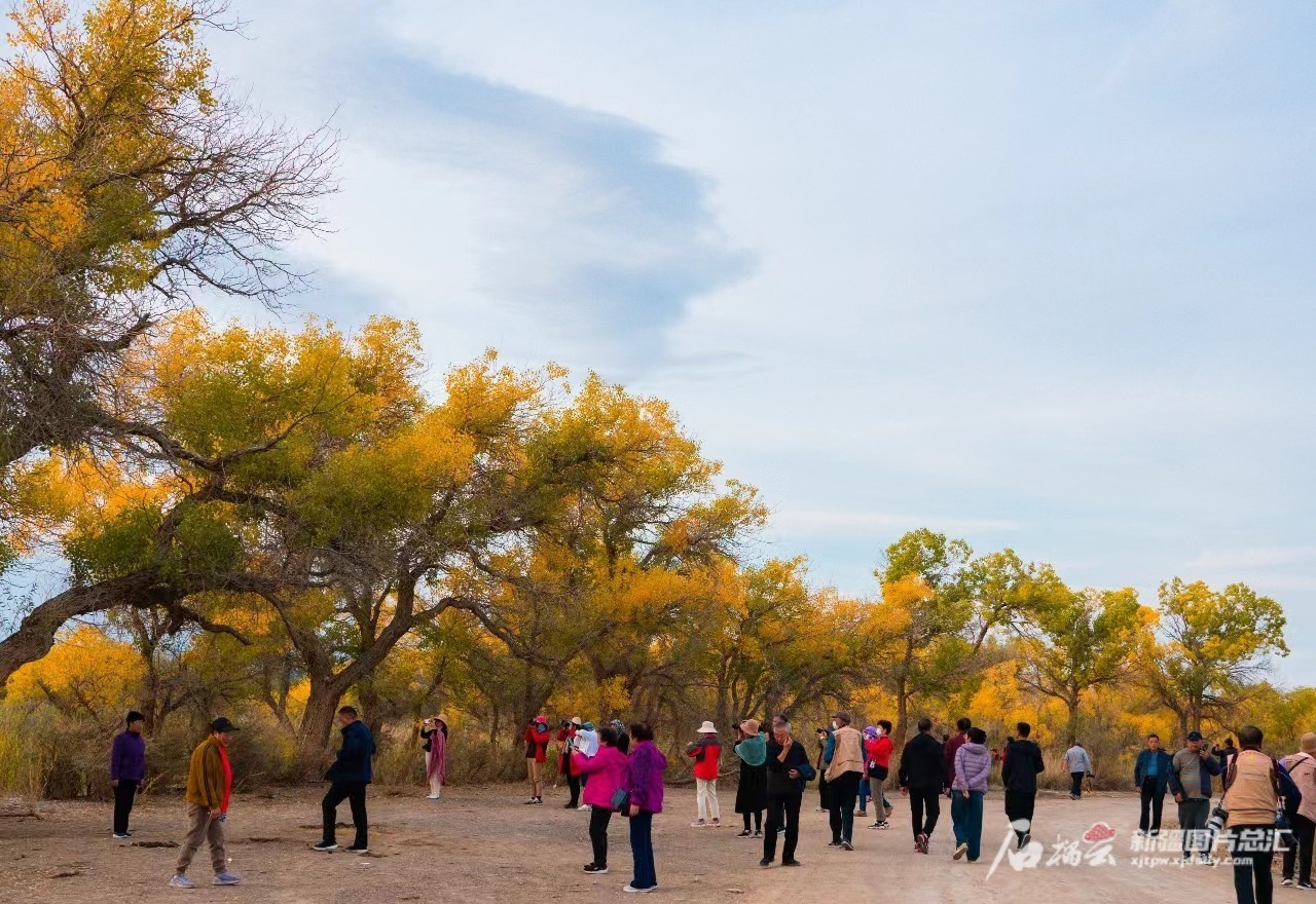 乌尔禾30万亩胡杨林"抢先"入秋迎客 | 极目新闻