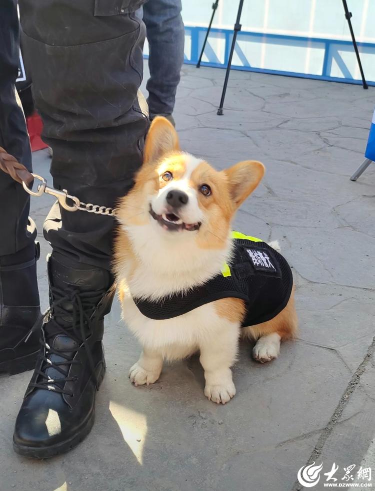 全国第一只柯基警犬"福仔"凭借它那小短腿和标志性的笑脸,以及精湛的