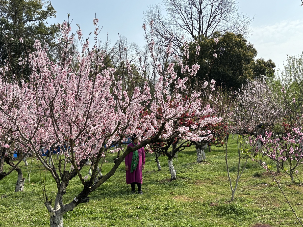 桃花 武汉植物园供图1.jpg