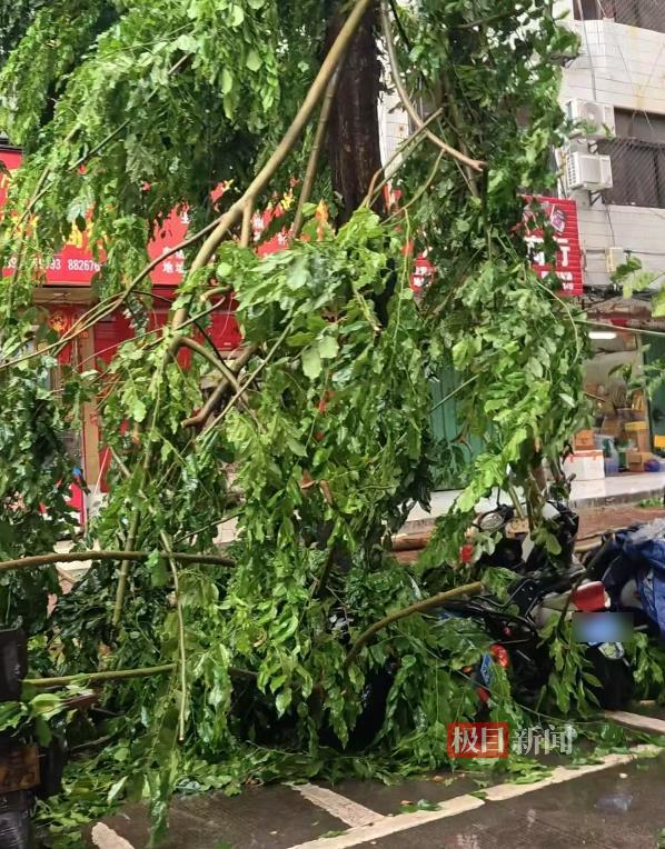 树枝砸中车辆 极目新闻记者摄.png