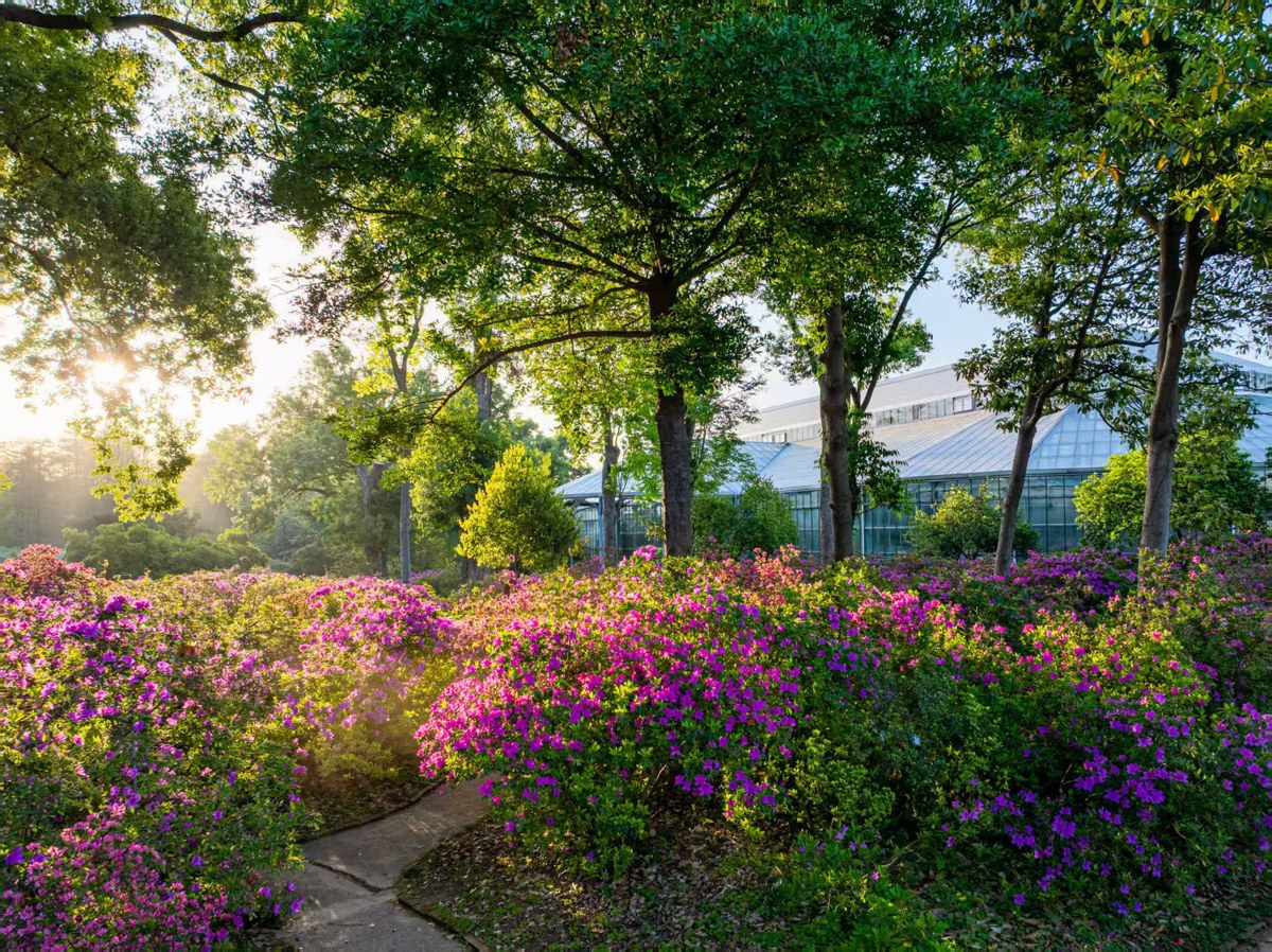 杜鹃  邓红武摄.jpg