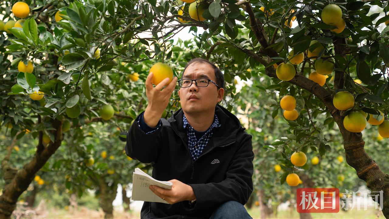 曹立新正在田间检查柑橘生长情况 (3).jpg