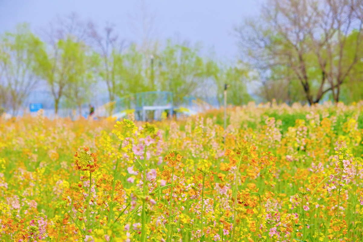 1、武汉植物园油菜花.jpg