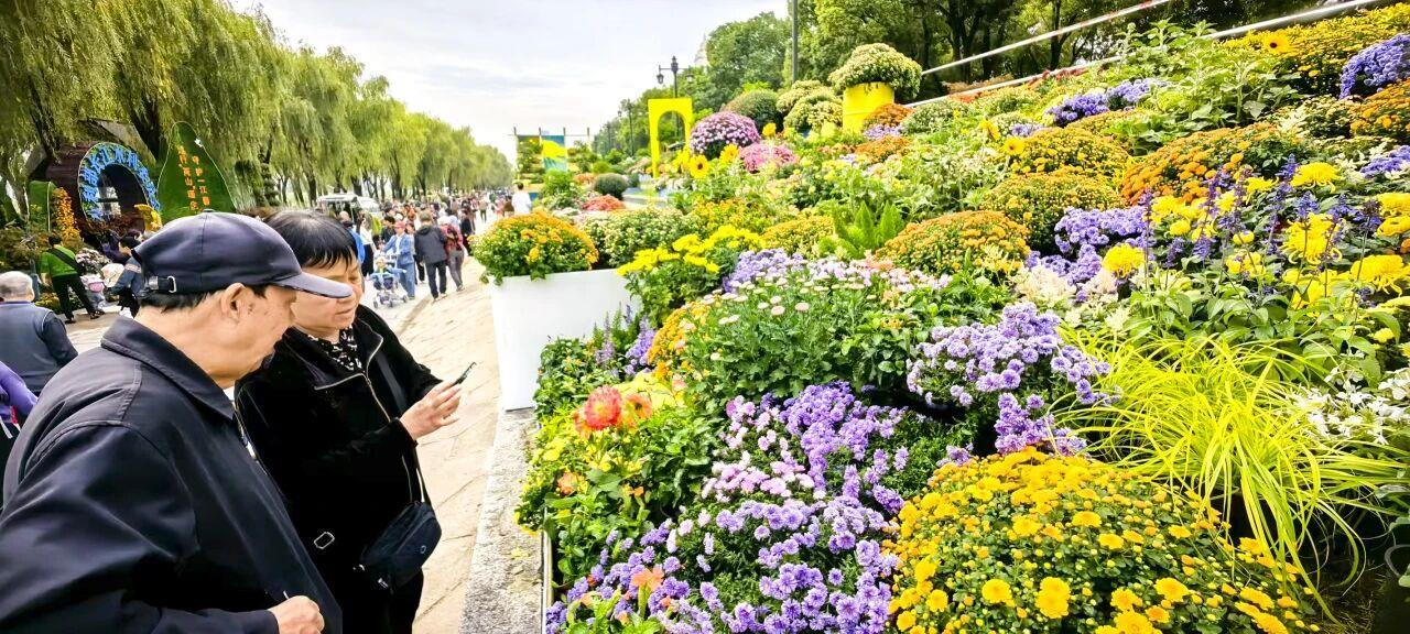 汉口江滩菊展区，花瀑流淌在台阶上.jpg