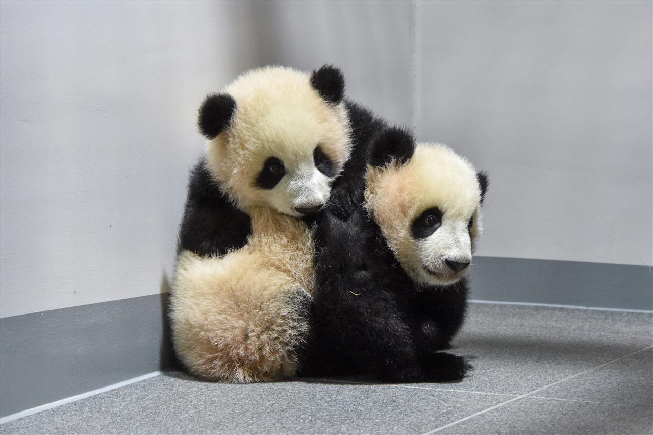 熊猫.jpg