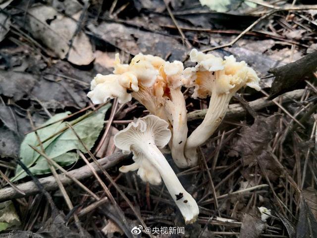 浙江发现新物种——白盖鸡油菌，网友：这名字一看就很好吃 | 极目新闻