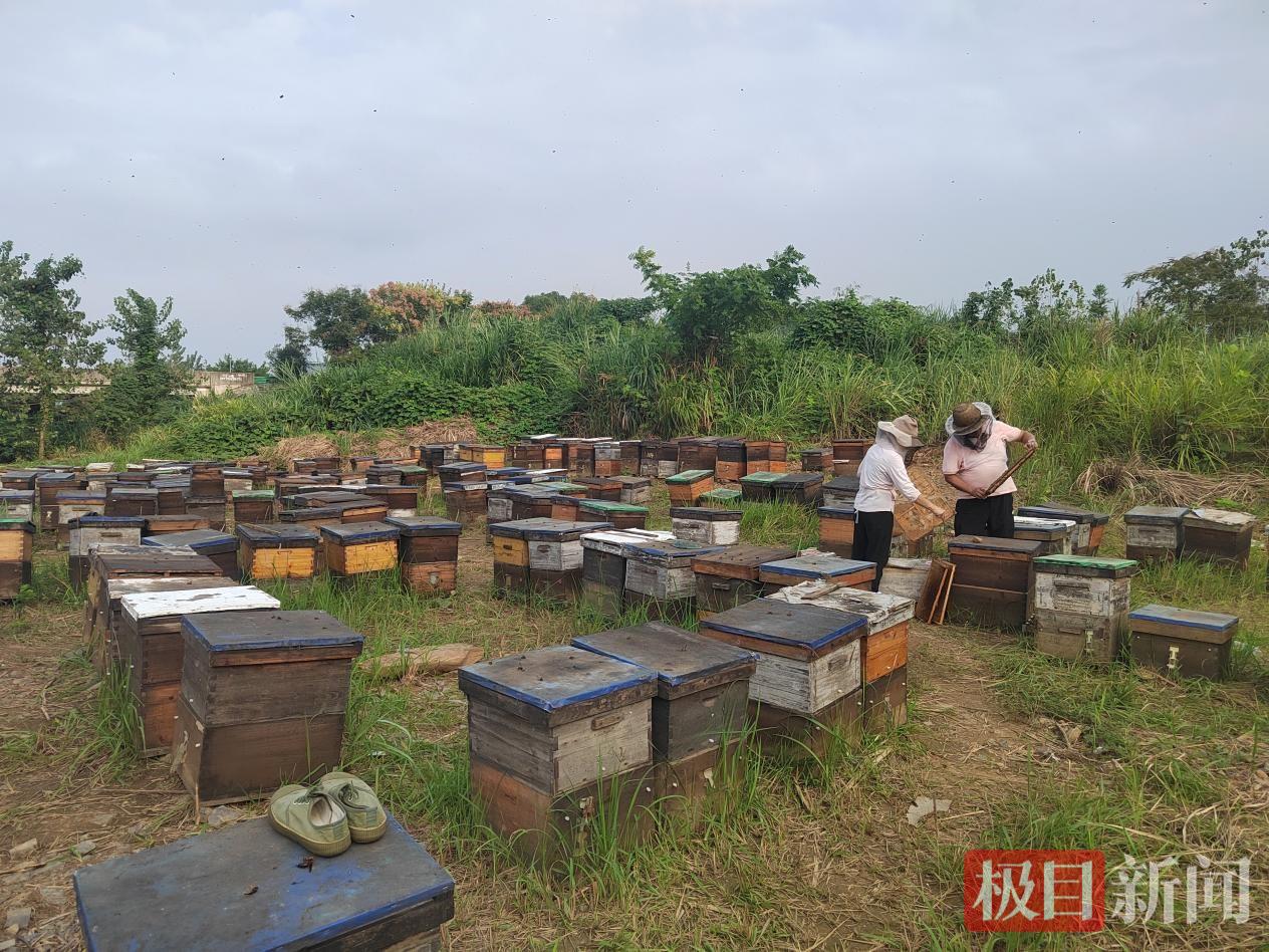 冯平安夫妇在程法村的养蜂现场.jpg