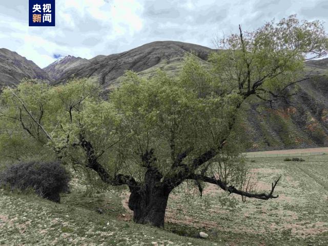 青海省新增473株古树3处古树群 | 极目新闻