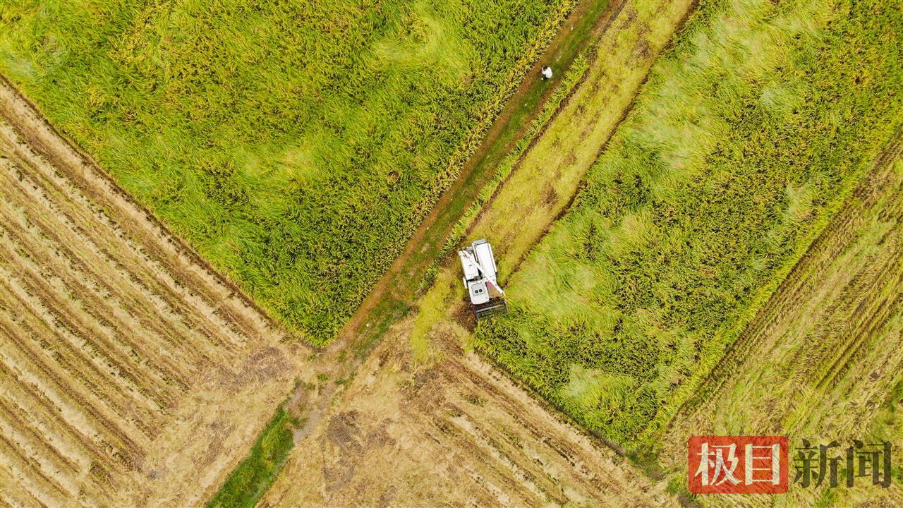 9月19日，在监利市新沟镇南禅寺村的一处“江汉大米”核心种植基地，收割机正在作业。（极目新闻记者 黄志刚 摄）.jpg