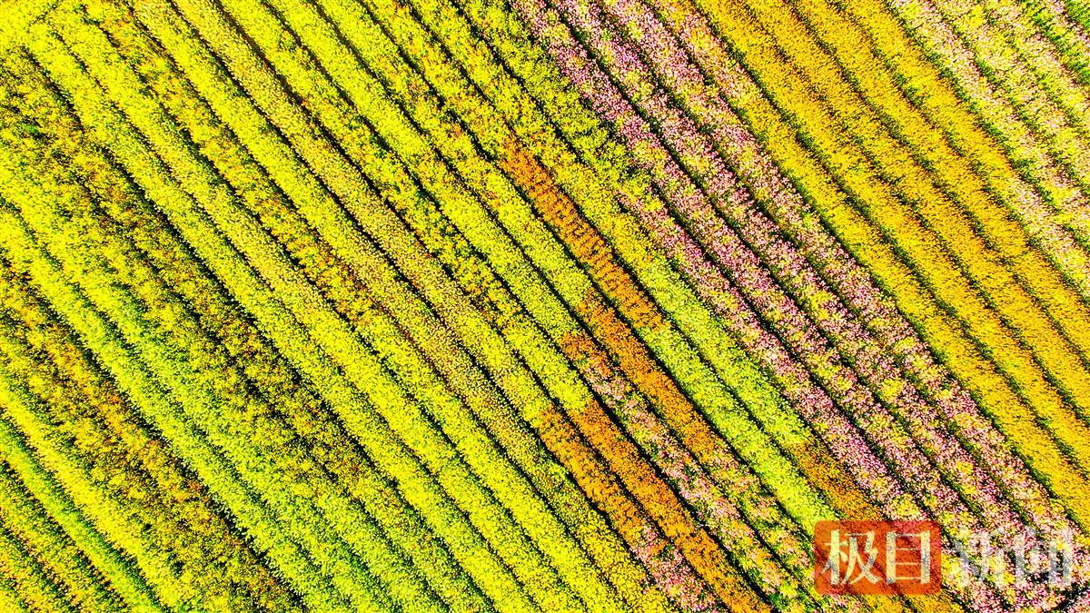 监利市程集镇的七彩油菜花海，犹如大地“调色板”。（极目新闻记者 黄志刚 摄） (1).JPG
