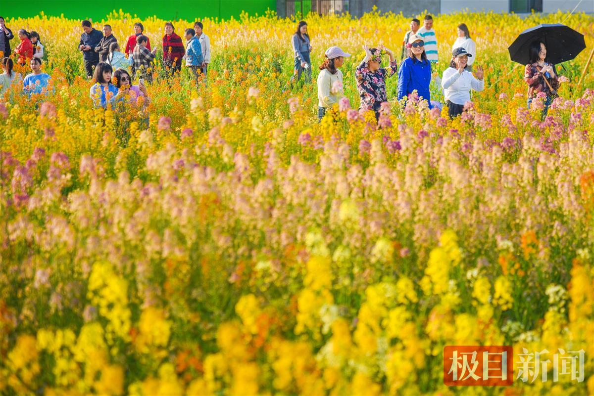 游客在监利市程集镇的七彩油菜花海中游玩。（极目新闻记者 黄志刚 摄） (15).JPG
