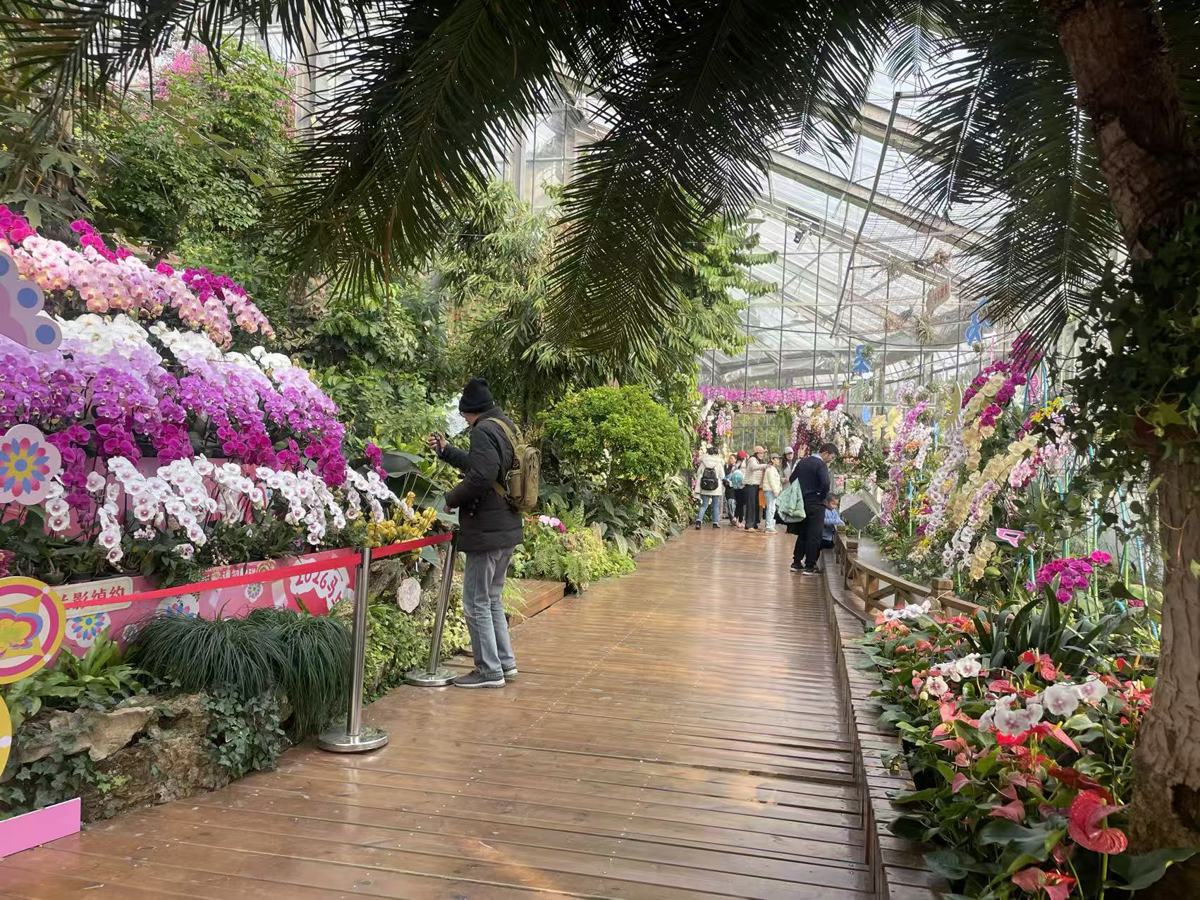 红红火火的兰花展.jpg