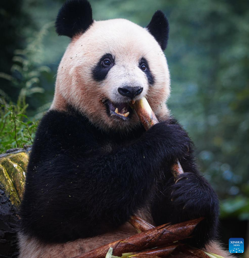 giant panda香烟图片