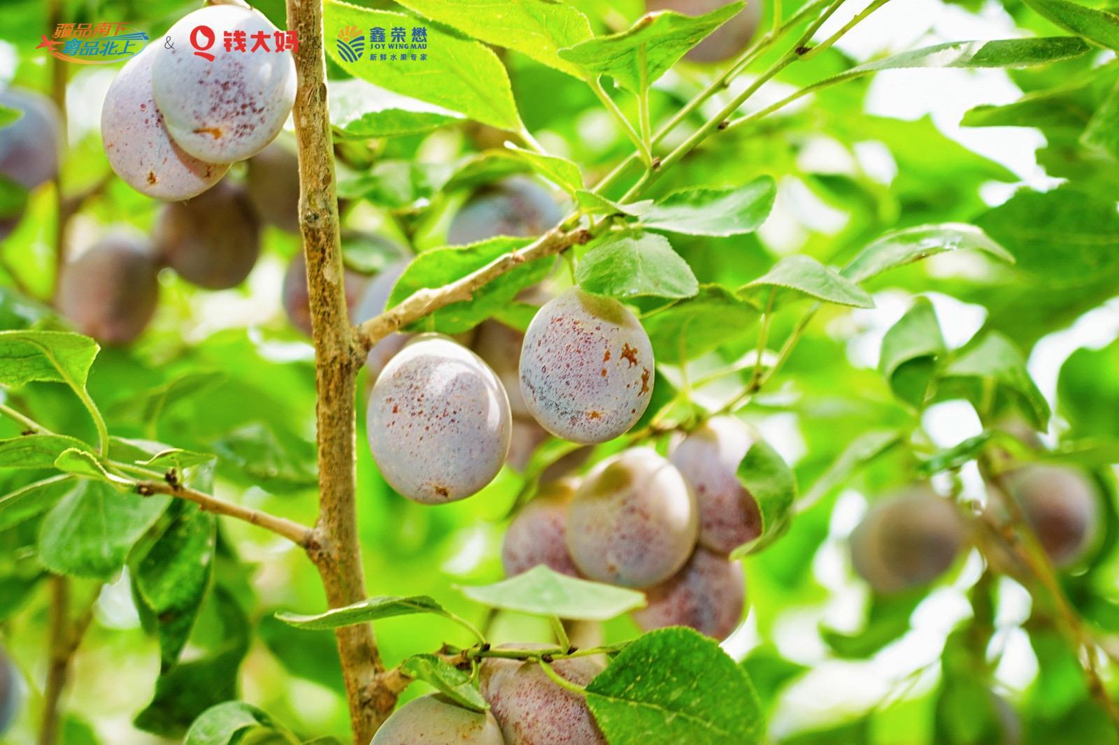 4070453dda8664cf87c5c52677b70e19.png 4070453dda8664cf87c5c52677b70e19.png