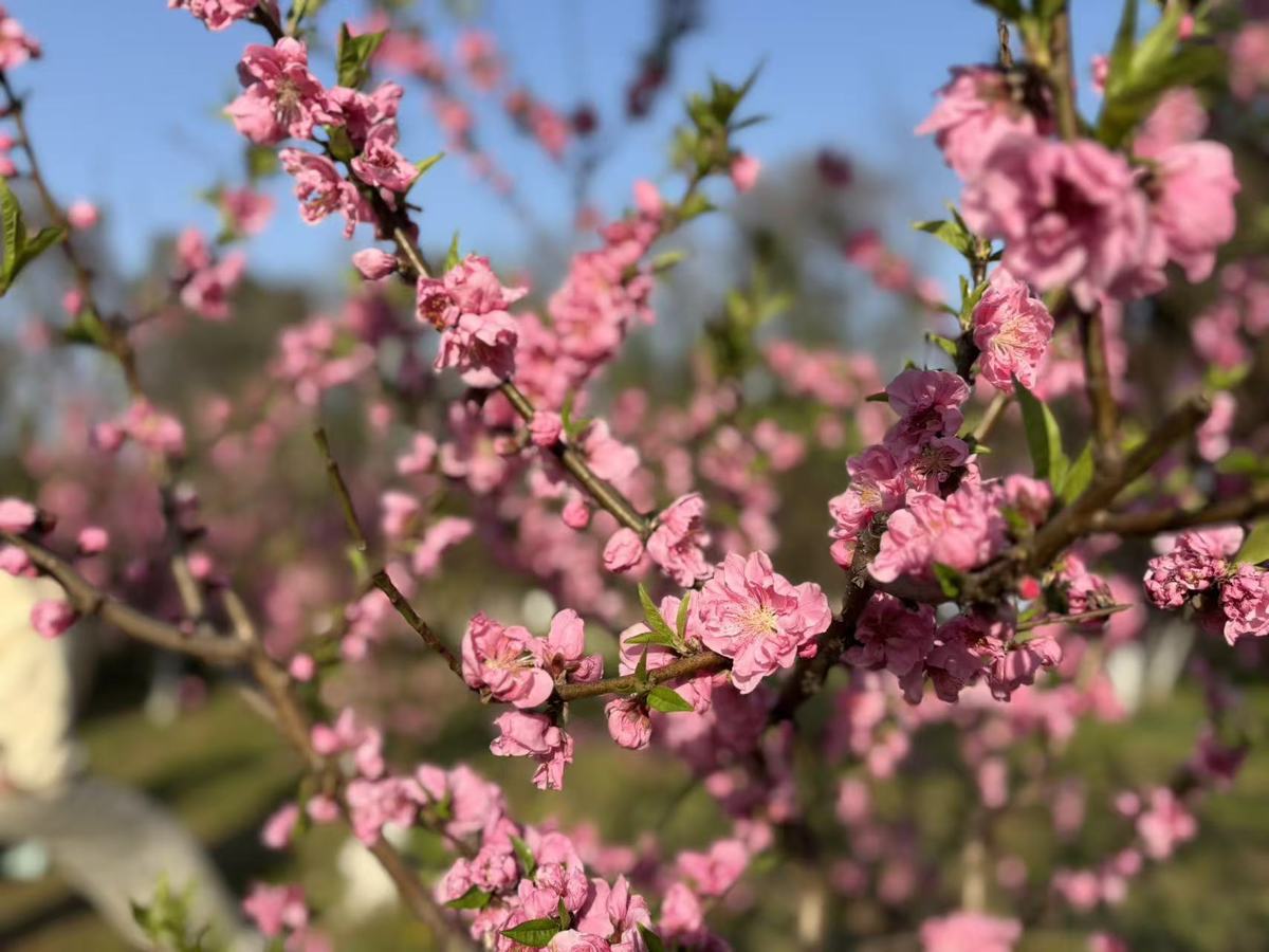 桃花朵朵开.jpg
