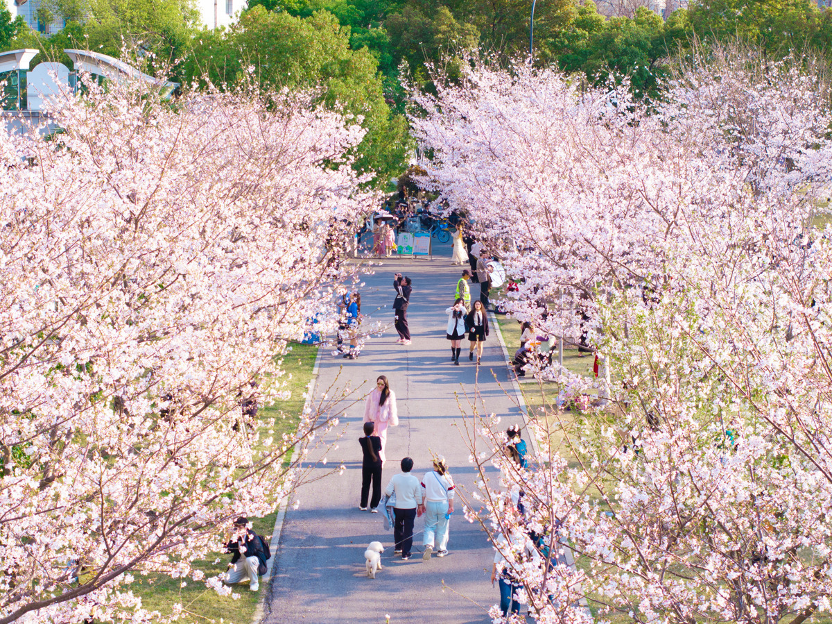 江汉区西北湖绿化广场赏樱.jpg