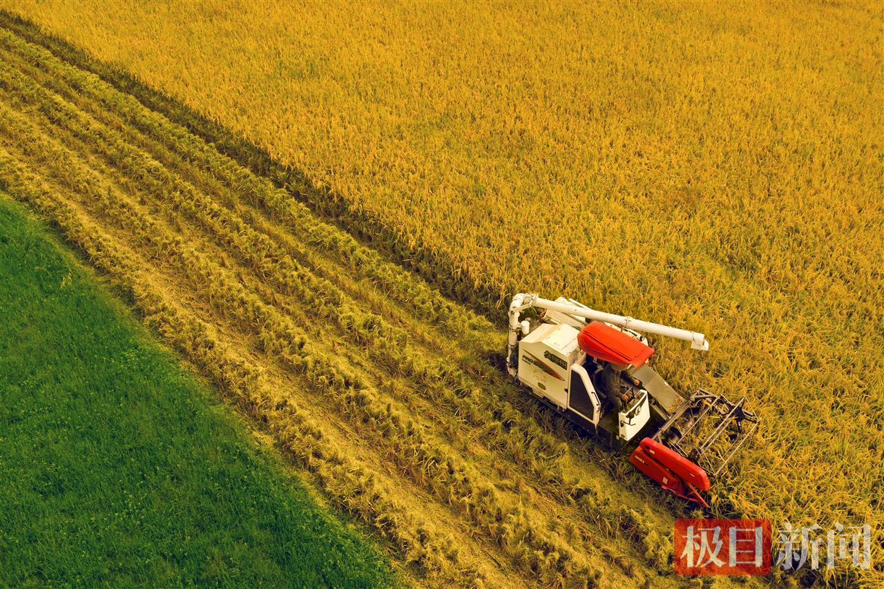 监利市水稻机械收割场景（通讯员 张志斌 摄）.jpg