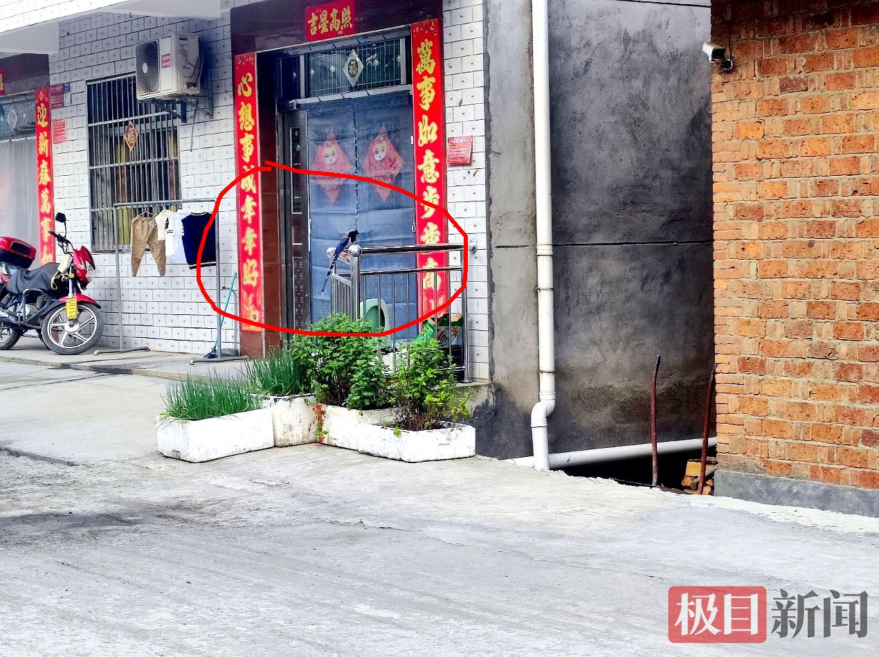 红嘴蓝鹊站在村民门口不锈钢护栏上.png 红嘴蓝鹊站在村民门口不锈钢护栏上.png