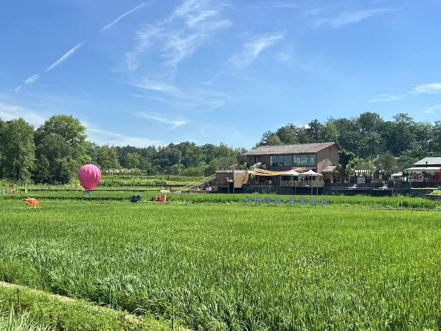 黄陂稻田咖啡 .jpg