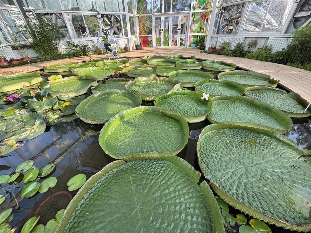 温室内的王莲.jpg