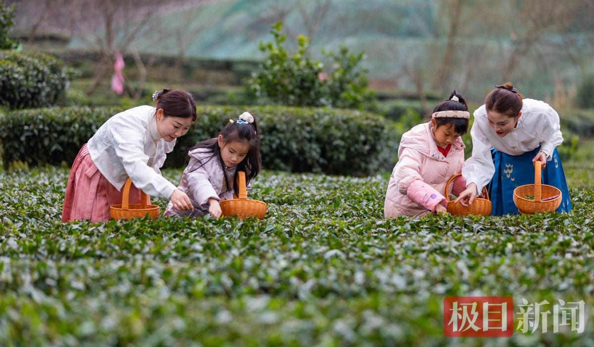 2026年2月27日，在湖北省宜昌市秭归县茅坪镇中坝子村，小朋友们正在学习采摘技艺。彭强摄.jpg