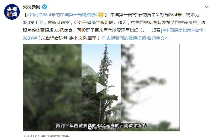 如何给83.4米的“中国第一高树”拍照，一起揭秘 | 极目新闻