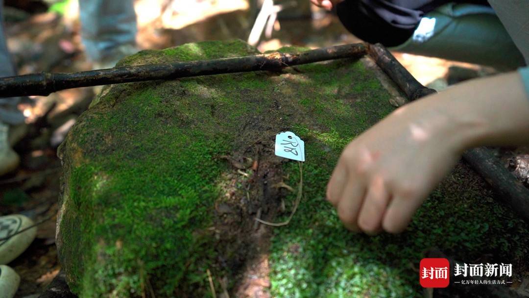 摸底迷你"森林:苔藓怪咖采集400余号苔藓标本,期待发现"新面孔"丨