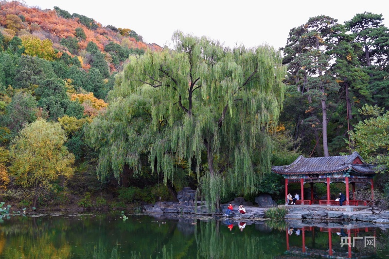 秋韻|北京香山公園:山巒披綵衣 秋景美如畫 | 極目新聞