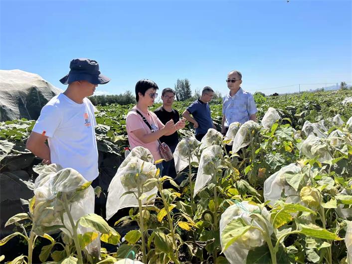 新疆农科院：打造种质资源“芯片” | 极目新闻