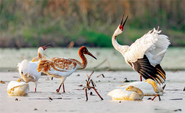湖北网湖湿地越冬候鸟数量突破历史记录_fororder_01