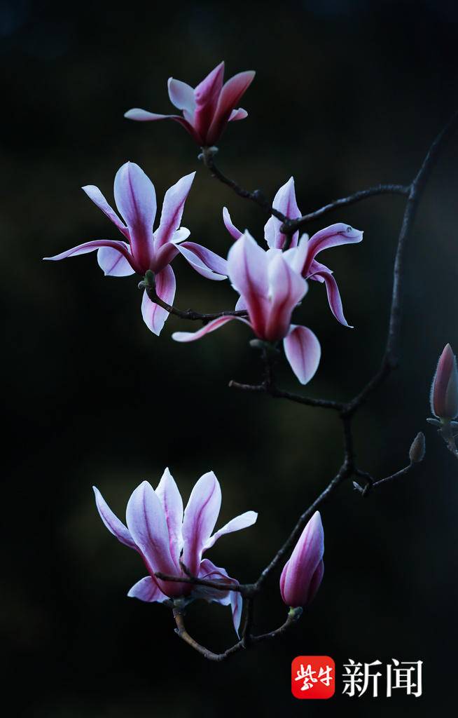 阳春三月春光美"植物大熊猫"宝华玉兰盛开迎客 | 极目新闻