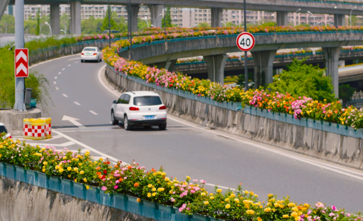 杭州高架月季盛花期提前至4月15日 亚运期间持续盛开