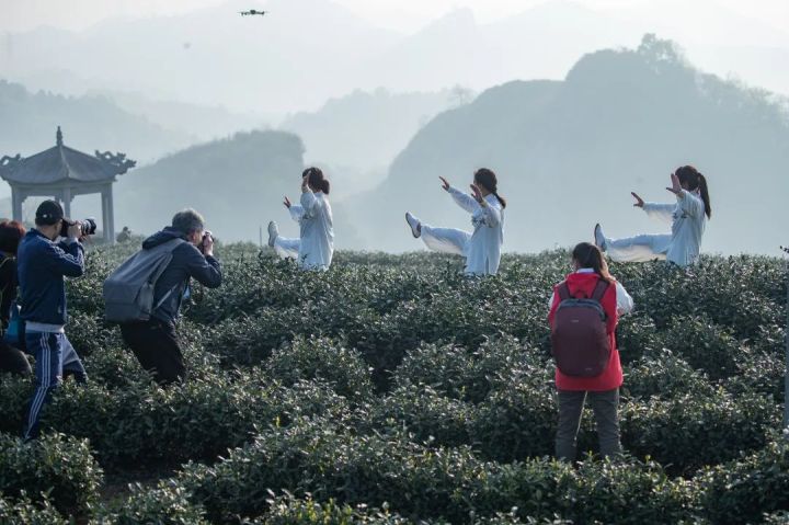 杭州西郊有个“茶三角”：万亩锦绣茶园，是龙井茶鼻祖旗枪茶原产地 | 极目新闻