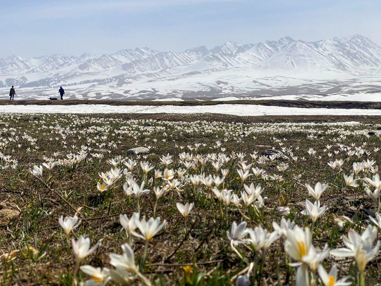 那拉提草原野百合破冰绽放 | 极目新闻