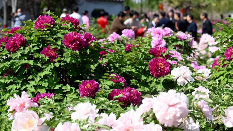 柏乡县汉牡丹园内数万株牡丹花竞相绽放(央广网发李雪其摄)央广网邢台