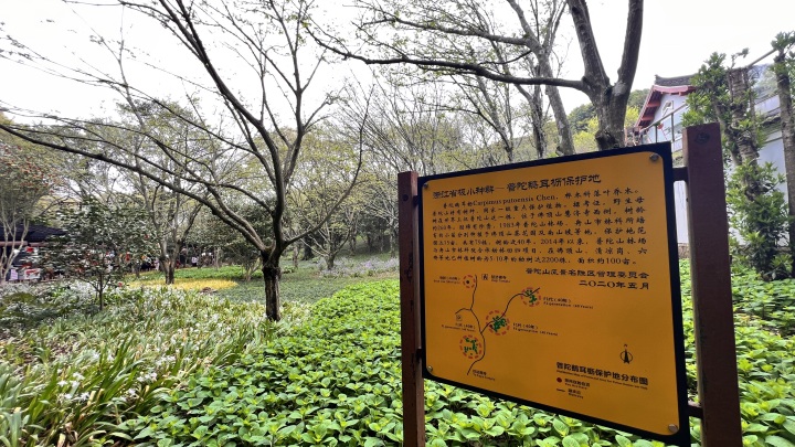 从20世纪70年代起,普陀山林场就开始投入大量人力物力着手普陀鹅耳枥