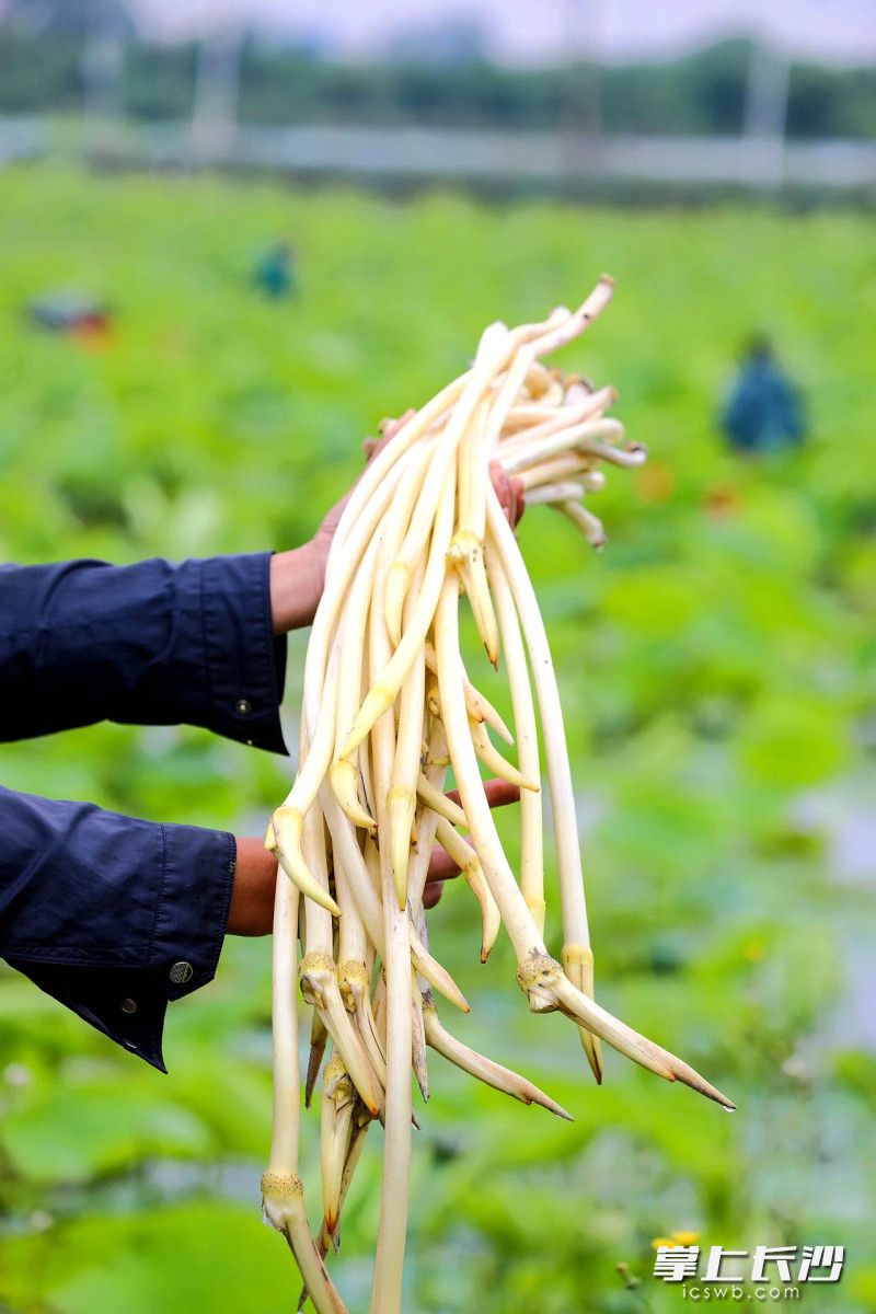 组图丨新鲜莲藕尖 正是上市季 | 极目新闻