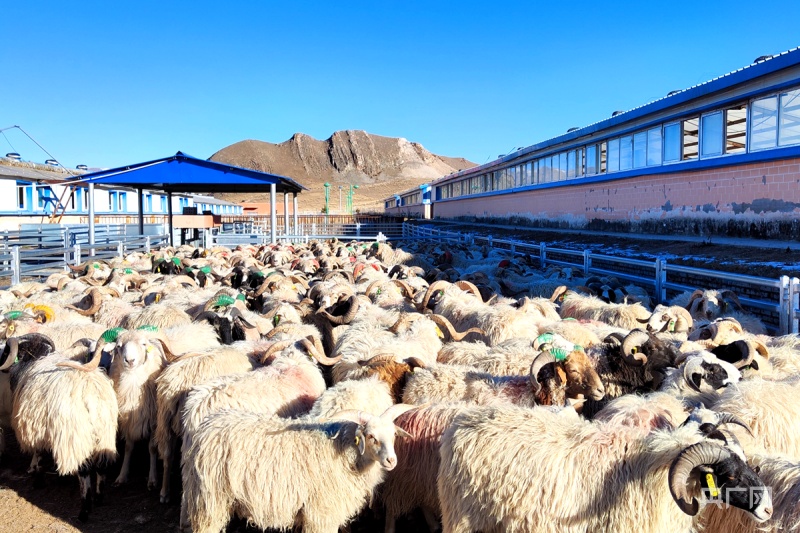 青海海北藏羊繁育省级标准化试点项目获批立项 | 极目新闻