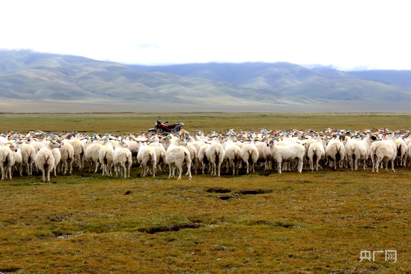 青海海北藏羊繁育省级标准化试点项目获批立项 | 极目新闻