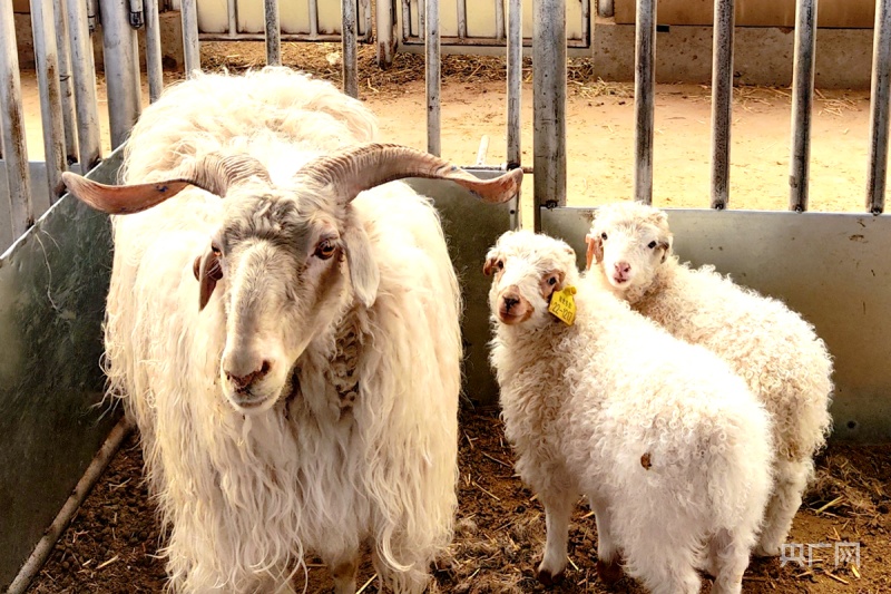 青海海北藏羊繁育省级标准化试点项目获批立项 | 极目新闻