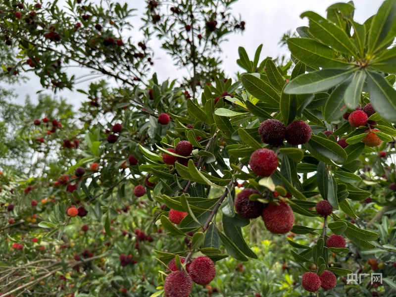 贵州金沙:杨梅红满枝,采摘尝鲜乐趣多 | 极目新闻