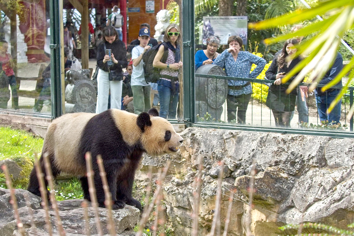 圖憶|回國推遲!旅法大熊貓