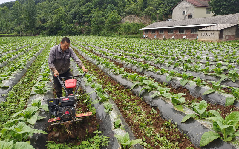 满"栽"新希望 | 极目新闻