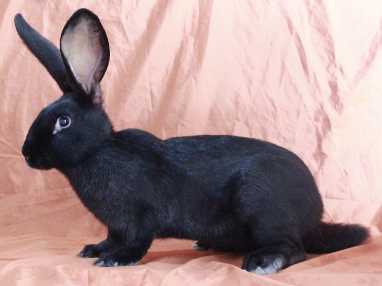 国内首个具有自主知识产权的黑色肉兔新品种育成 | 极目新闻