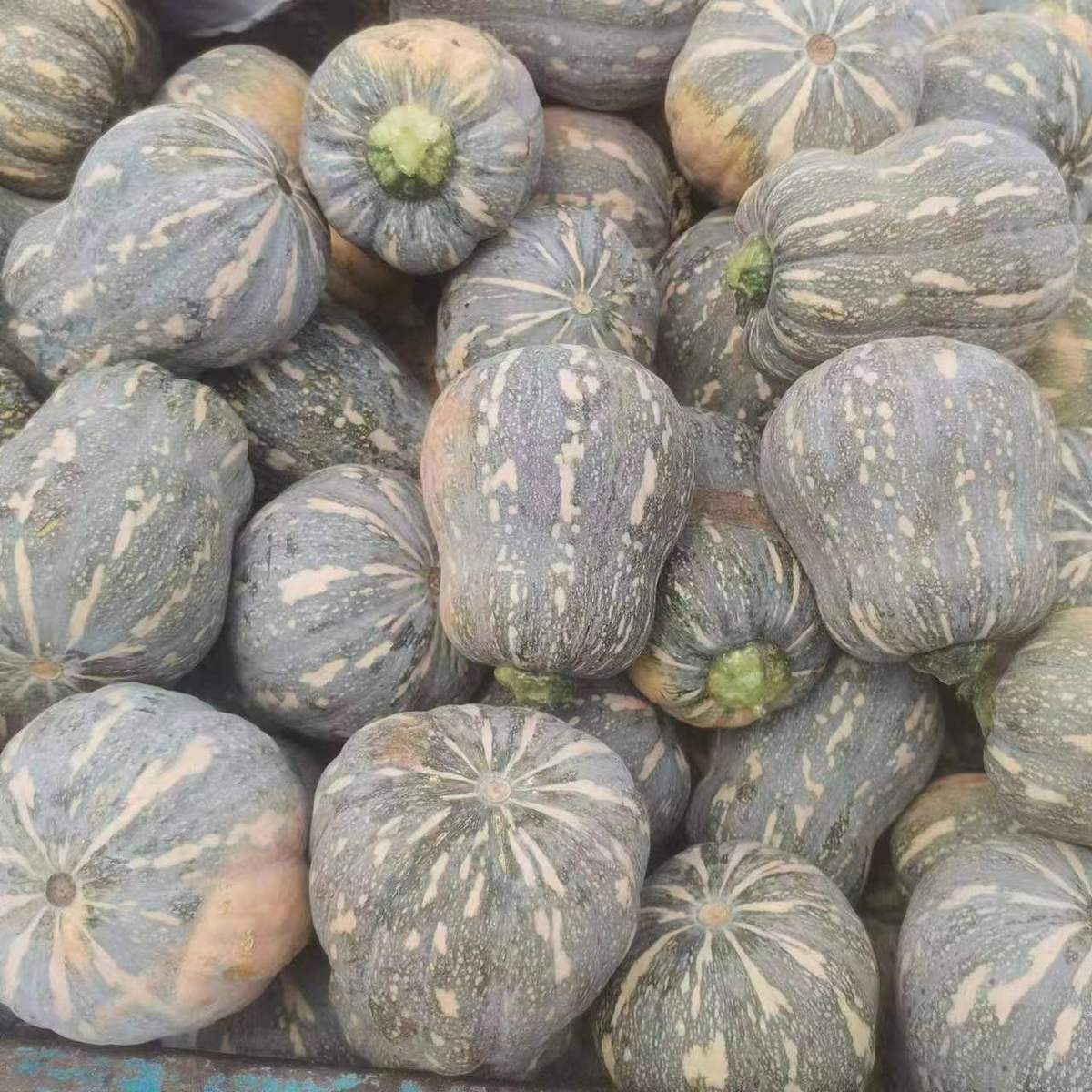 河南新野:金香南瓜铺就乡村振兴致富路 | 极目新闻