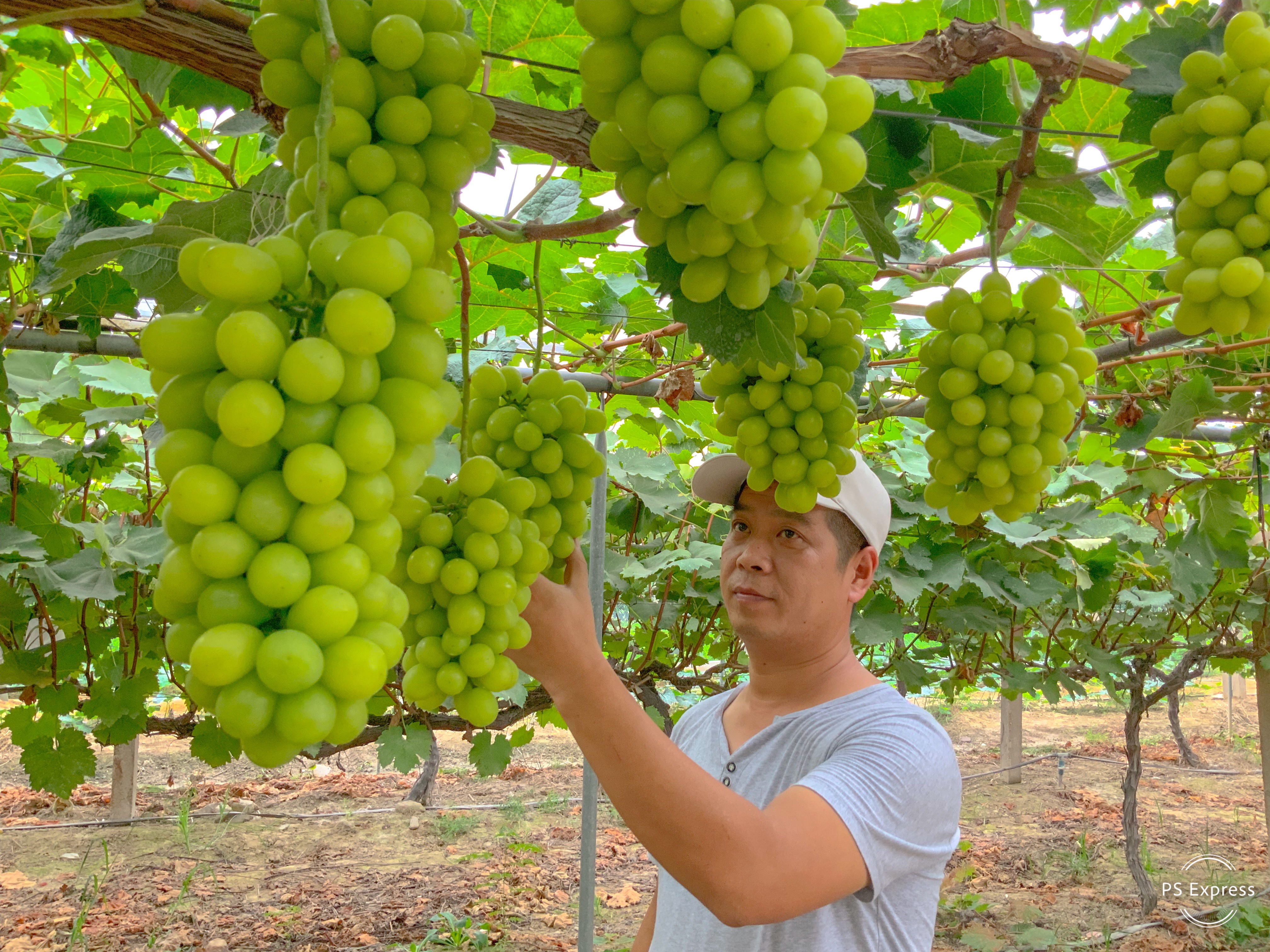 "葡萄大王"陈建锋:当好葡萄架下的城市建设"新农人"