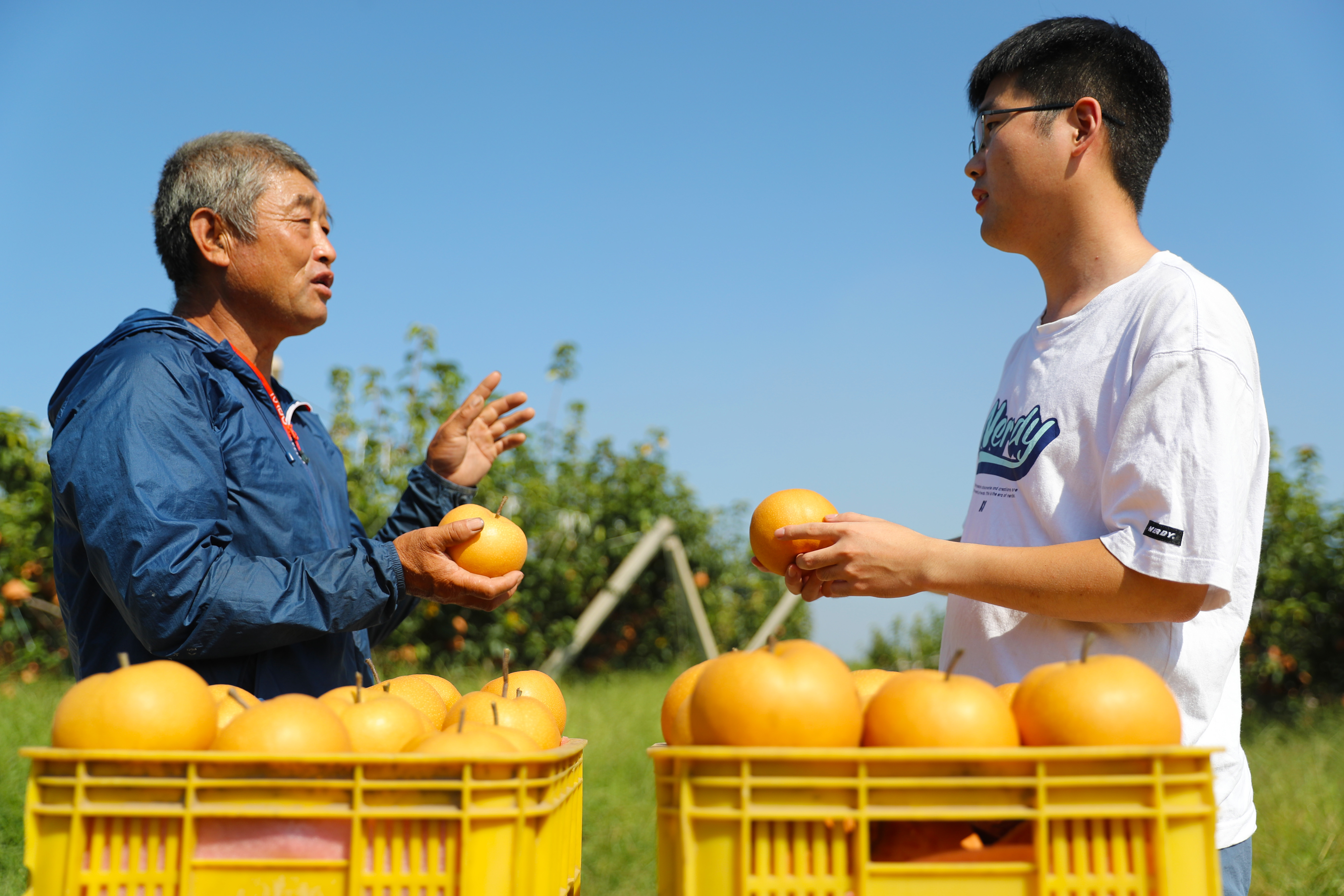 摘梨子图片图片