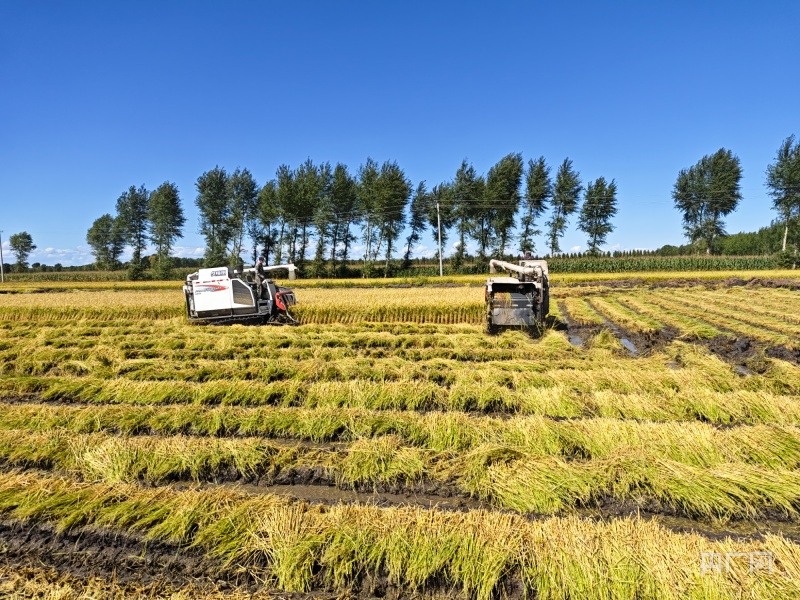 白城市洮北区金色稻田迎来丰收季(央广网发吉林省农业农村厅供图)据